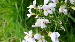 Cardamine pratensis