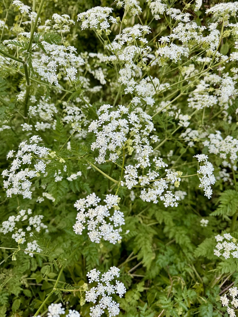 Anthriscus sylvestris