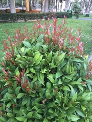 Machilus chekiangensis