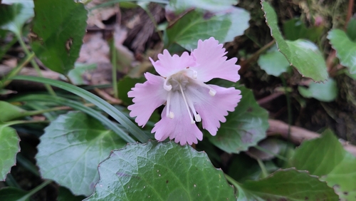 Shortia uniflora iNat (2)