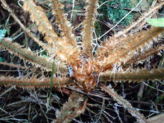 Polystichum parvipinnulum