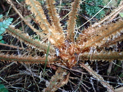 Polystichum parvipinnulum