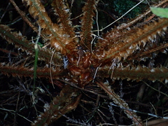 Polystichum parvipinnulum