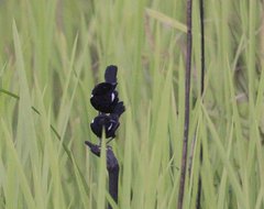 Malurus alboscapulatus