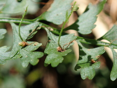Asplenium gueinzianum