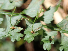 Asplenium gueinzianum