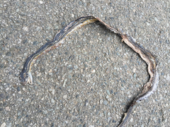 Masticophis lateralis