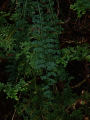 Asplenium gueinzianum