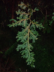 Selaginella stauntoniana