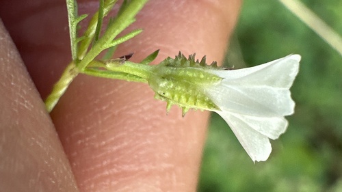 Egyptian Morning Glory (Ipomoea coptica)