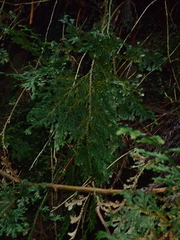 Selaginella stauntoniana