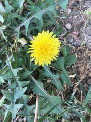 Taraxacum officinale