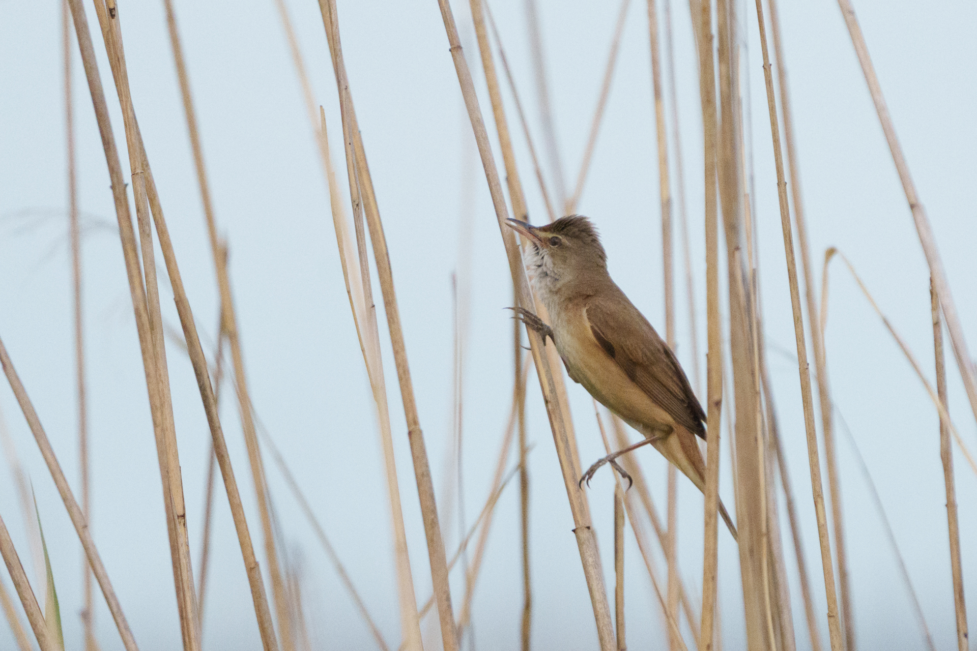 Great Reed Warbler