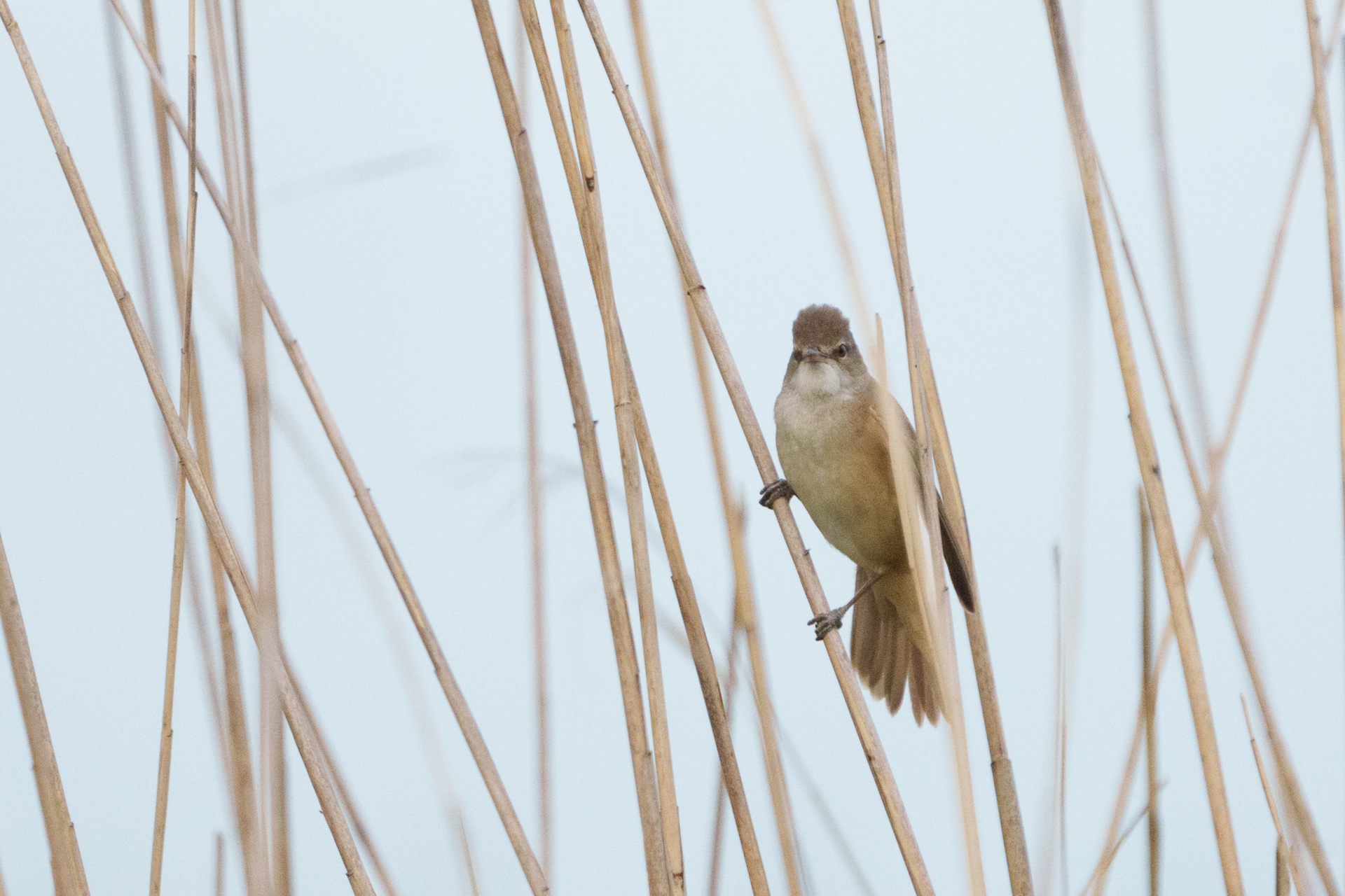 Great Reed Warbler