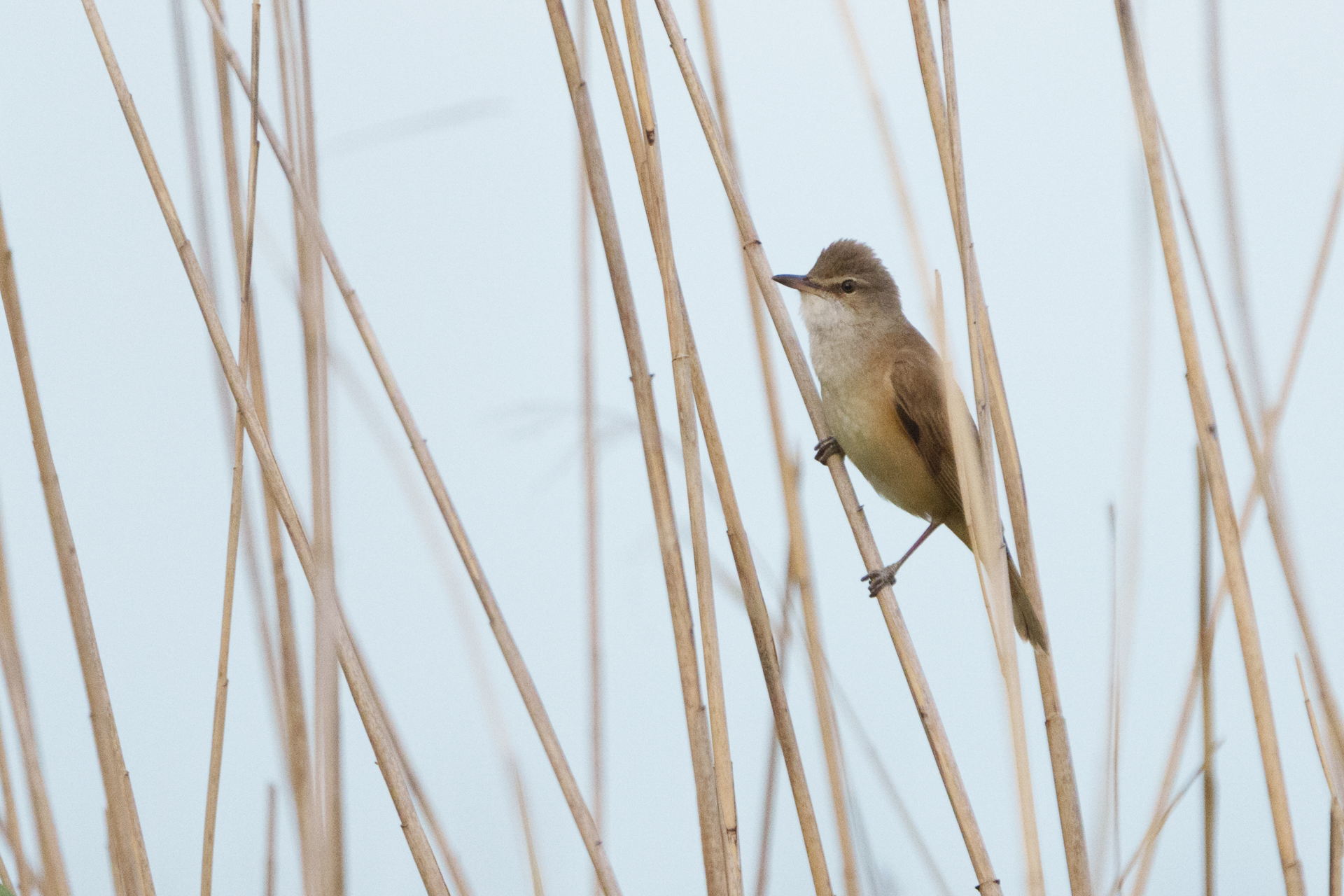 Great Reed Warbler