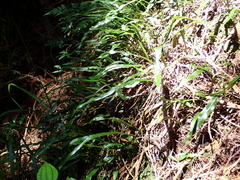 Loxogramme remotefrondigera