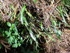 Loxogramme remotefrondigera