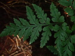Sceptridium daucifolium