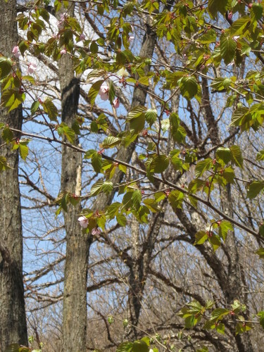 Prunus sargentii