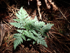 Sceptridium daucifolium