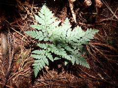 Sceptridium daucifolium