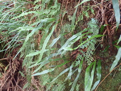 Loxogramme remotefrondigera