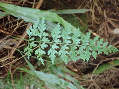 Asplenium wilfordii