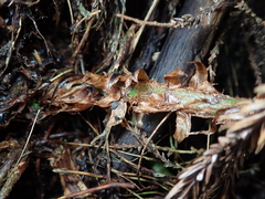 Polystichum biaristatum