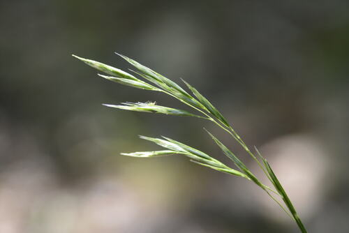 downy danthonia (Danthonia sericea)