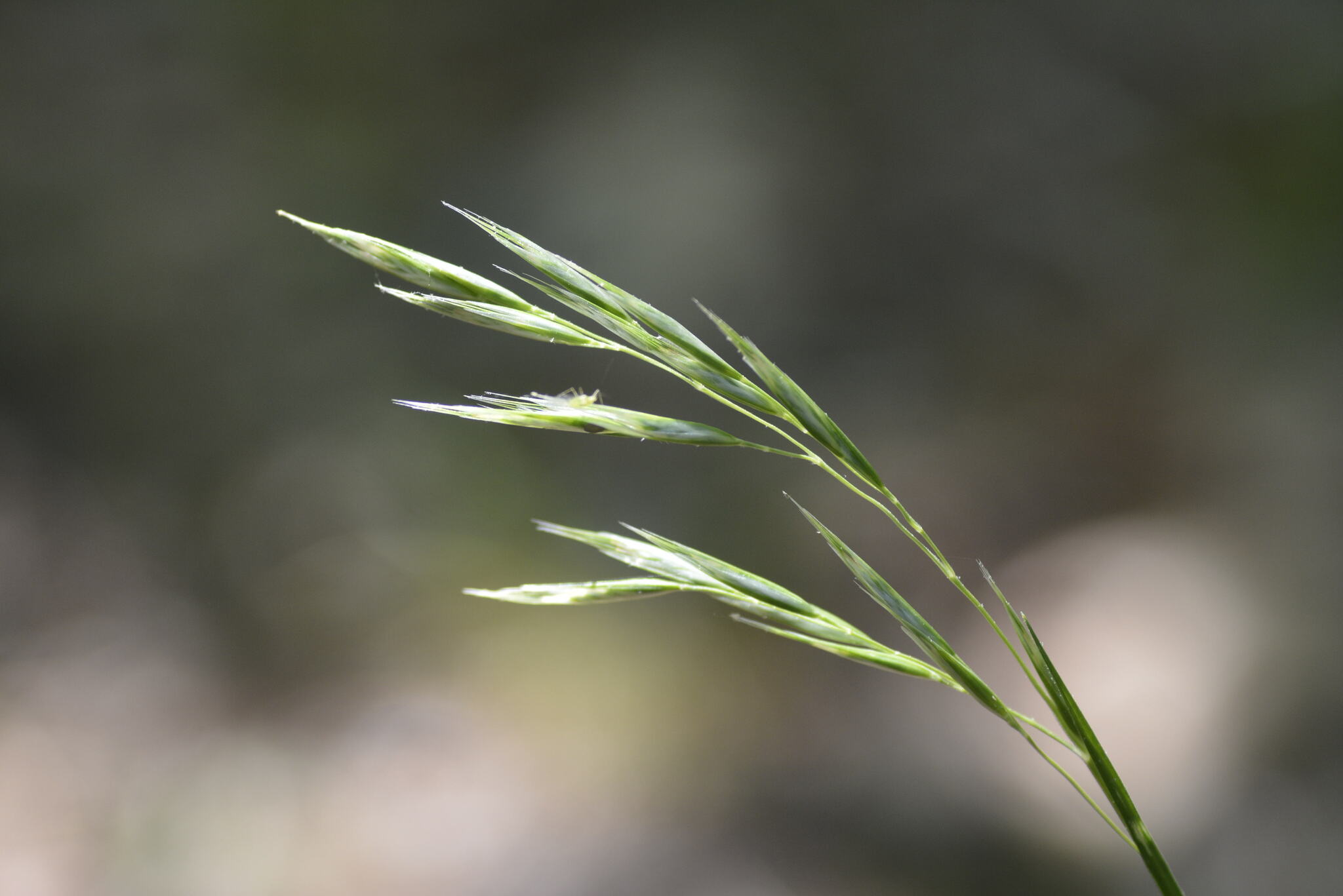 Danthonia sericea