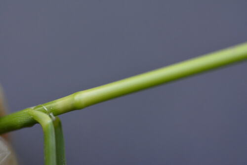 Foto de Capim-doce