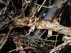 Polystichum biaristatum