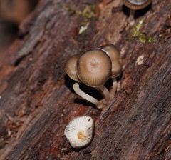 Mycena tuvara