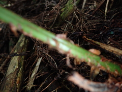 Polystichum biaristatum