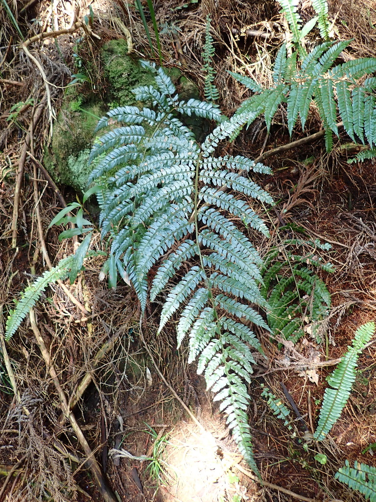 Polystichum biaristatum (Polystichum biaristatum)