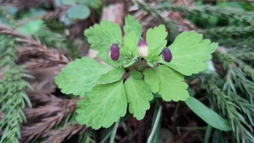 Dichocarpum nipponicum iNat (1)