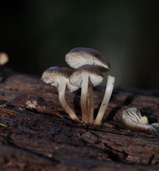 Mycena tuvara