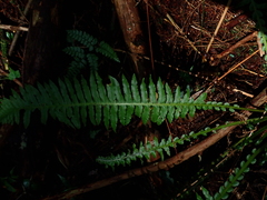 Plagiogyria stenoptera