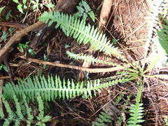 Plagiogyria stenoptera