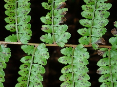 Athyrium delavayi subrigescens