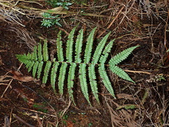Athyrium delavayi subrigescens