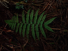 Athyrium delavayi subrigescens