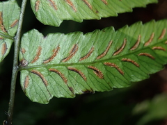 Diplazium mettenianum