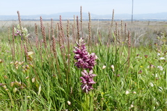 Anacamptis coriophora fragrans