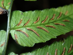 Diplazium mettenianum