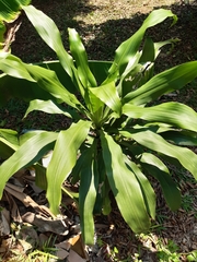 Dracaena fragrans