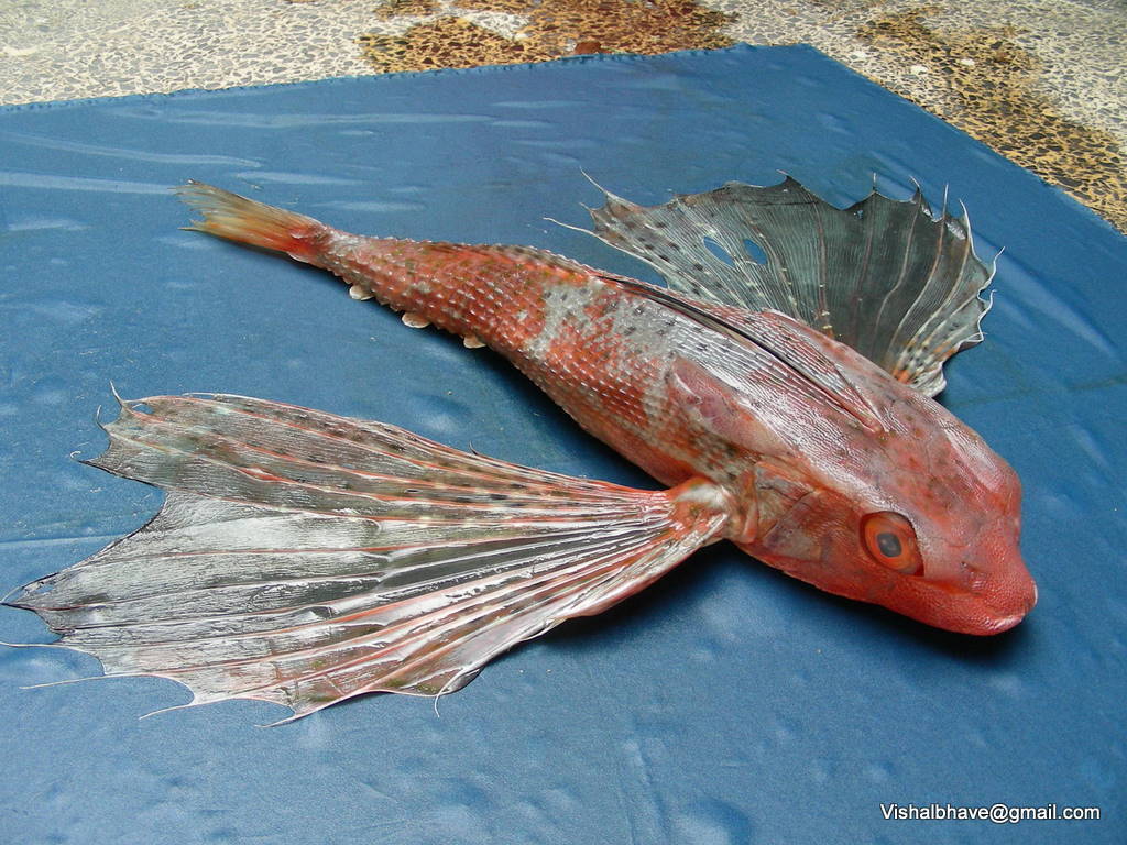 Starry Flying Gurnard