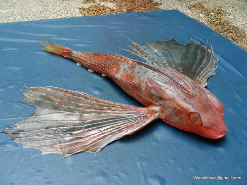 Representative image of Dactyloptena peterseni