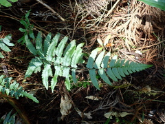 Diplazium mettenianum