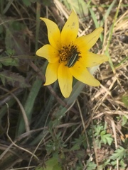 Astylus vittaticollis